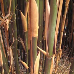 Bambú Semia. fastuosa
